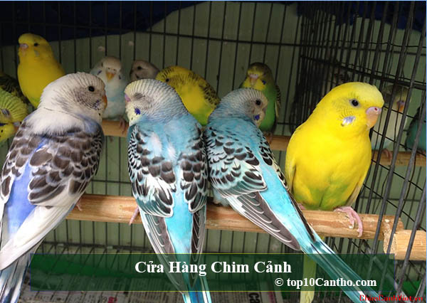top 10 cửa hàng chim cảnh đa chủng loại tại ninh kiều cần thơ