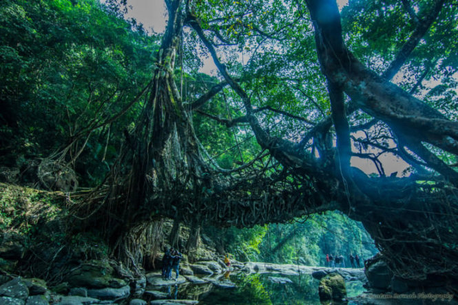 những rừng cây cực lạ và nổi tiếng trên thế giới