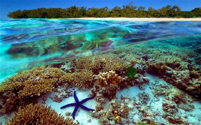 Ngắm nhìn những Rạn san hô Great Barrier ở Úc
