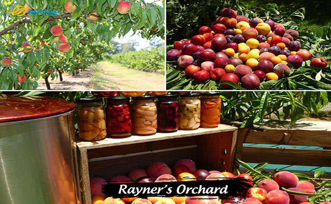 5 nông trại hoa quả bạn có thể ghé thăm khi du lịch melbourne – úc