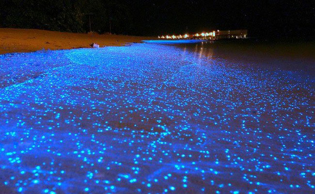 chiêm ngưỡng bãi biển chứa đầy sao ở maldives