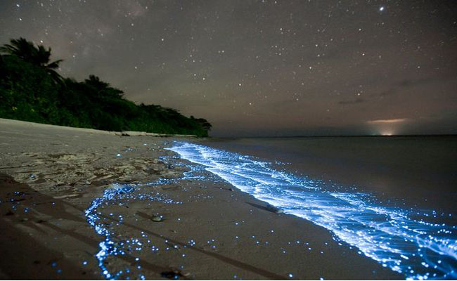 chiêm ngưỡng bãi biển chứa đầy sao ở maldives