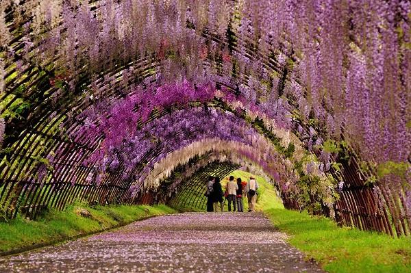 Những thắm cảnh đẹp như cõi tiên ở Nhật Bản