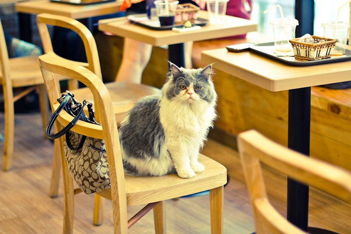 ‘bấn loạn’ với những nhân viên 4 chân đáng yêu tại quán cà phê thú cưng ở seoul