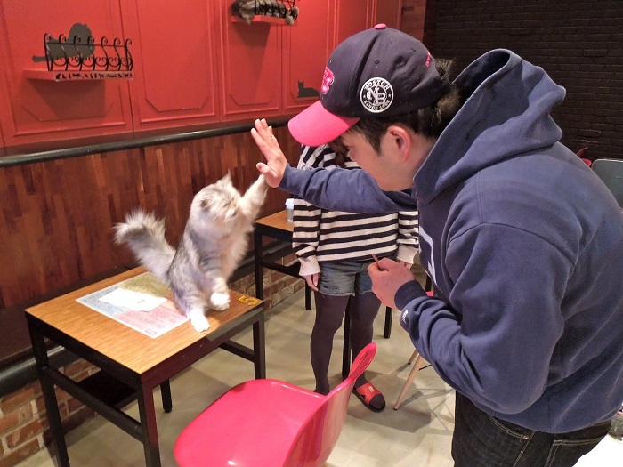 ‘bấn loạn’ với những nhân viên 4 chân đáng yêu tại quán cà phê thú cưng ở seoul