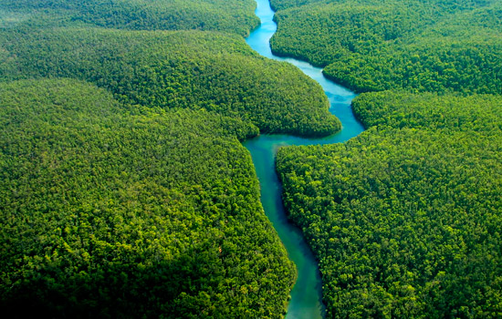 amazon, những khu rừng đẹp như thần tiên trên thế giới