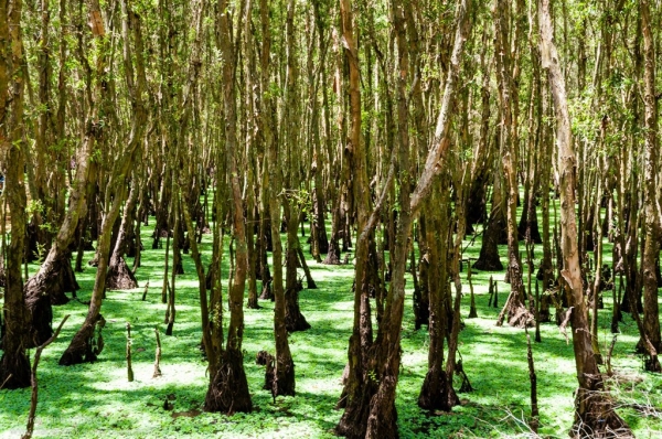Khám phá 5 rừng tràm nổi tiếng ở miền Tây