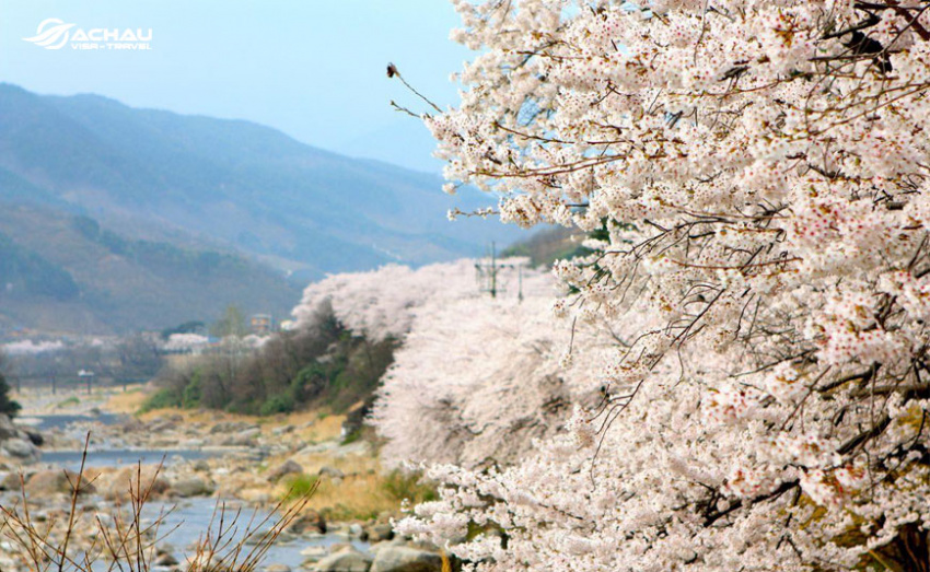 Tổng hợp thông tin về 5 lễ hội hoa anh đào tại Hàn Quốc