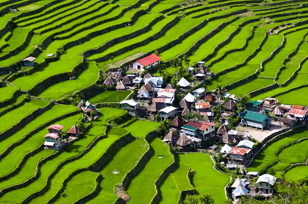 ruộng bậc thang ở ubud: tegalalang rice field