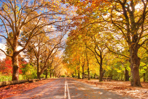 Những lý do để yêu mùa thu nước Úc
