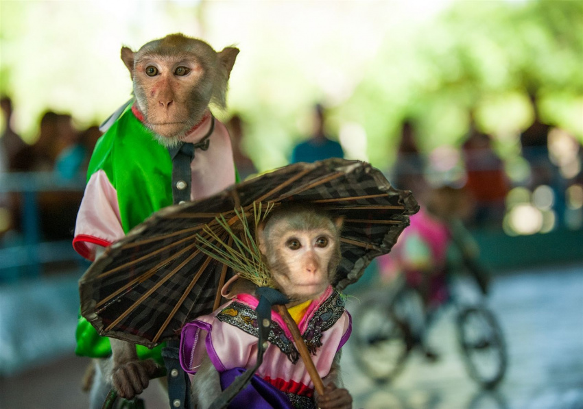 đảo khỉ nha trang, cùng nhau đi tham quan khu du lịch đảo khỉ ở nha trang