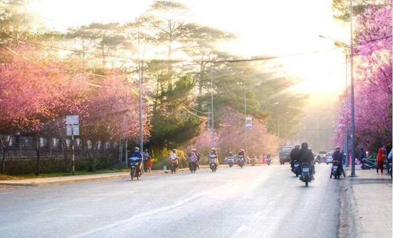 Mai Anh Đào Đà Lạt – TOP 5 địa điểm check-in Đang Gây Sốt Mạng Xã Hội