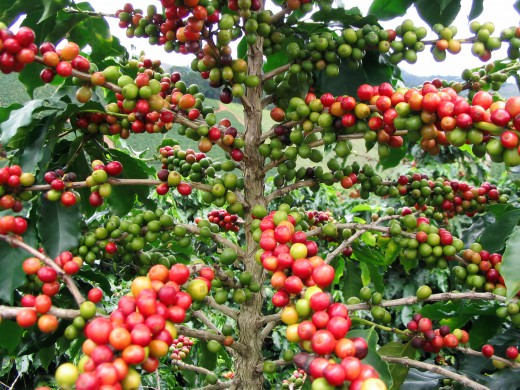 Giá cà phê Đà Lạt hôm nay 31/7: Đồng loạt giảm, thấp nhất tại Lâm Đồng 31.900 đồng/kg
