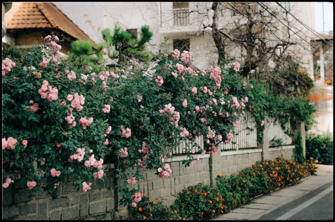 Biệt thự cổ Đà Lạt sở hữu hàng rào hoa hồng nở rộ chưa bao giờ là hết 'hot'