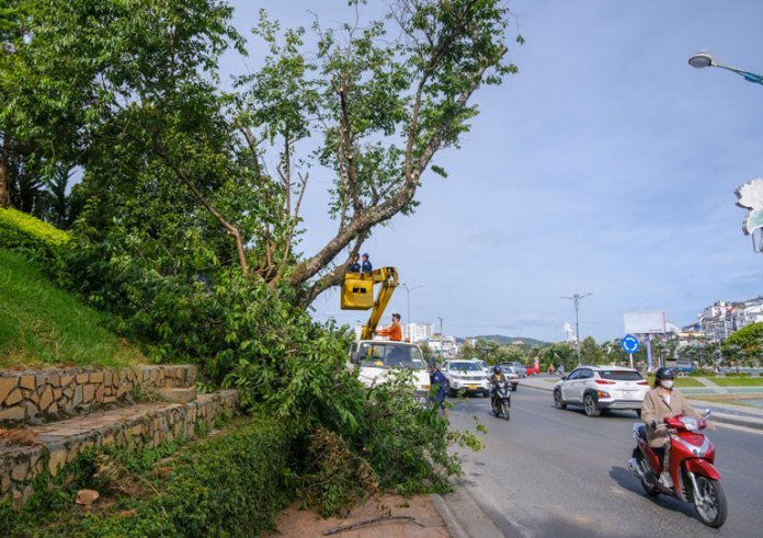 Đà Lạt: Đốn hạ, di dời hàng loạt cây thông ven vỉa hè hồ Xuân Hương để mở đường
