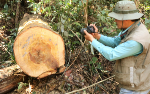 Lâm Đồng: Rừng bạch tùng cổ thụ bị đốn hạ, phát hiện gỗ cùng loại ở nhà tổ trưởng bảo vệ rừng