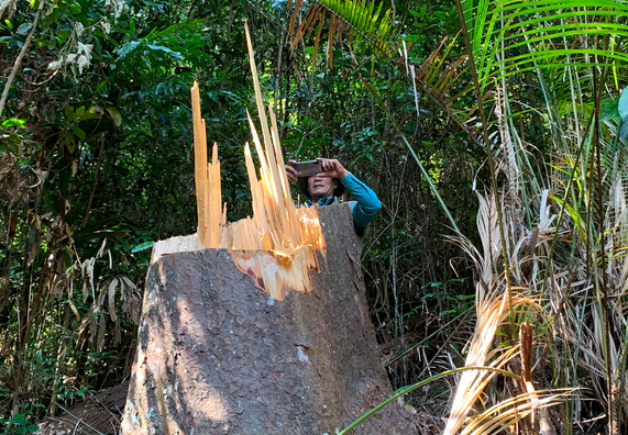 bạch tùng cổ thụ bị đốn hạ, lâm đồng: rừng bạch tùng cổ thụ bị đốn hạ, phát hiện gỗ cùng loại ở nhà tổ trưởng bảo vệ rừng