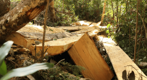 Lâm Đồng: Hàng ngàn hecta rừng bị mất sau khi vào tay các doanh nghiệp