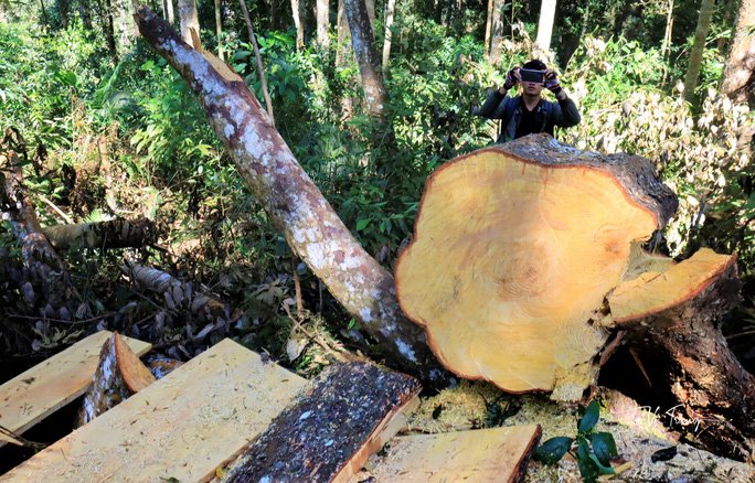 nạn phá rừng lâm đồng, lâm đồng: hàng ngàn hecta rừng bị mất sau khi vào tay các doanh nghiệp