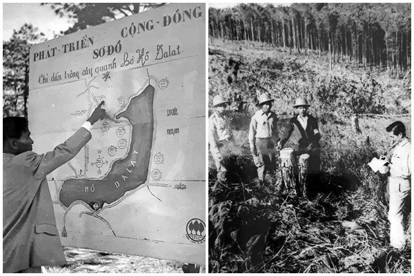 mùa trồng cây đà lạt 1950, “mùa trồng cây” đáng nhớ khơi gợi sự đoàn kết của người dân đà lạt thập niên 1950