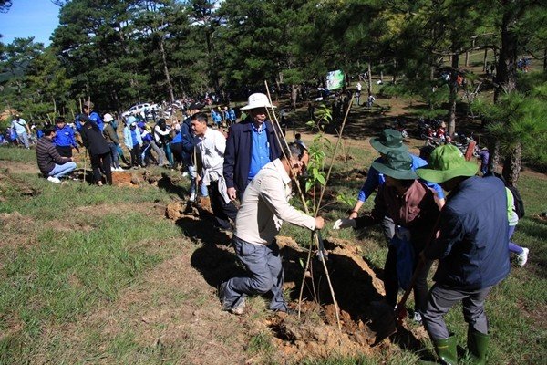 mùa trồng cây đà lạt 1950, “mùa trồng cây” đáng nhớ khơi gợi sự đoàn kết của người dân đà lạt thập niên 1950