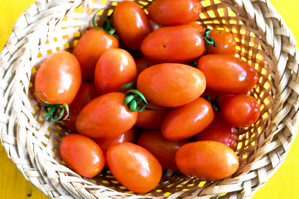 Điểm danh những loại cà chua độc đáo thu hút khách du lịch ở Đà Lạt