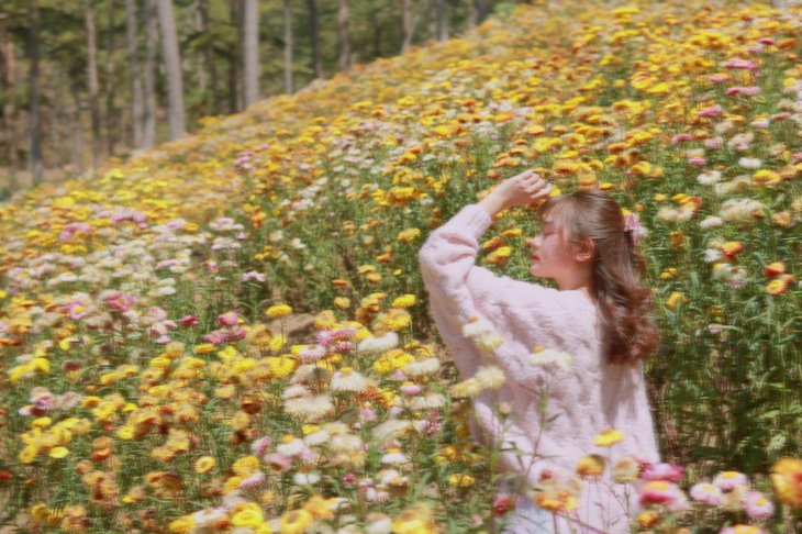 rừng hoa bất tử, ngắm nhìn vẻ đẹp ngập tràn sắc xuân của cánh đồng hoa bất tử đà lạt