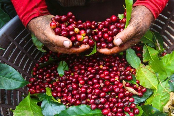 Lâm Đồng: Giá cà phê xác lập đỉnh mới, gần chạm mốc 34.000 đồng/kg