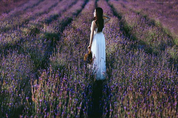 Vườn hoa Lavender Đà Lạt nở rộ đẹp như trời Âu