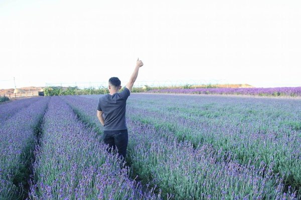 vườn hoa lavender đà lạt, vườn hoa lavender đà lạt nở rộ đẹp như trời âu