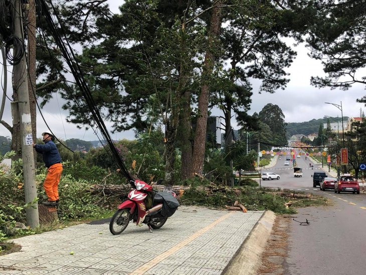 Đà Lạt: Nhiều cây thông gãy đổ do bão số 9