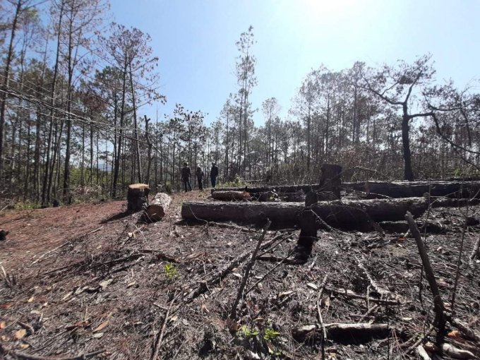 Lâm Đồng: Hai nữ lâm tặc phá hơn 5.000m2 rừng bị phạt 200 triệu đồng