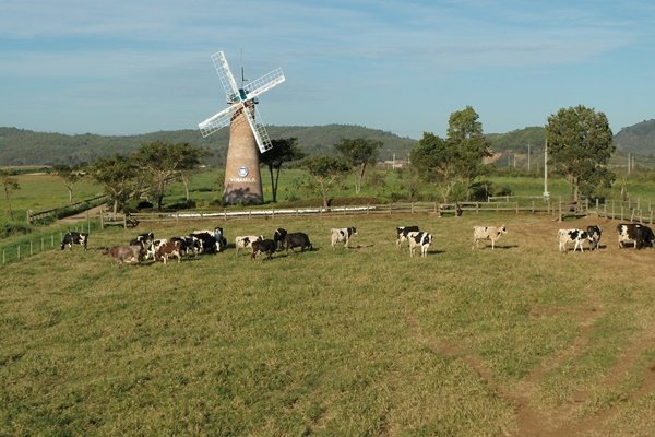 vinamilk organic milk farm, vinamilk organic milk farm - nông trại bò sữa tuyệt đẹp ở ngoại ô đà lạt