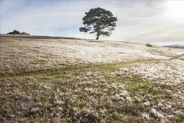 cỏ tuyết đà lạt, mùa đông tại những cánh đồng cỏ tuyết đà lạt cực lãng mạn