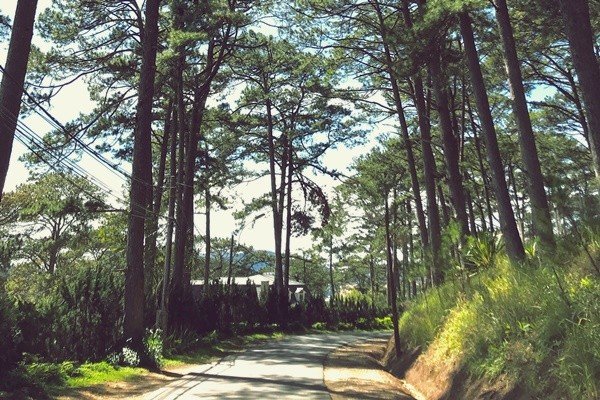 mimosa phương nam, khám phá khách sạn view rừng thông đẹp như tranh vẽ giữa lòng đà lạt