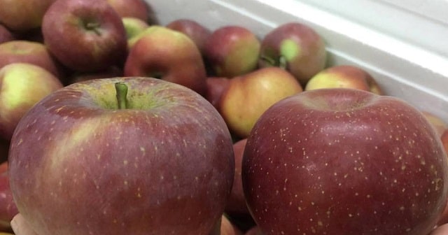 táo đá, ẩm thực, 10 sự thật về táo đá hà giang bạn nên biết