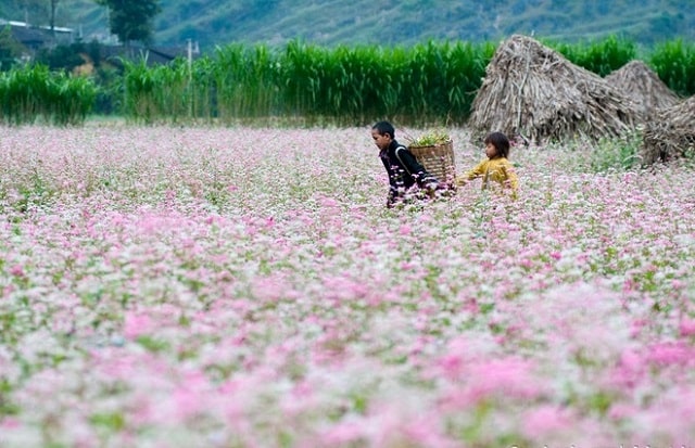 hoa tam giác mạch hà giang