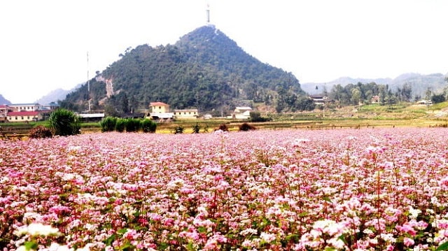 hoa tam giác mạch hà giang