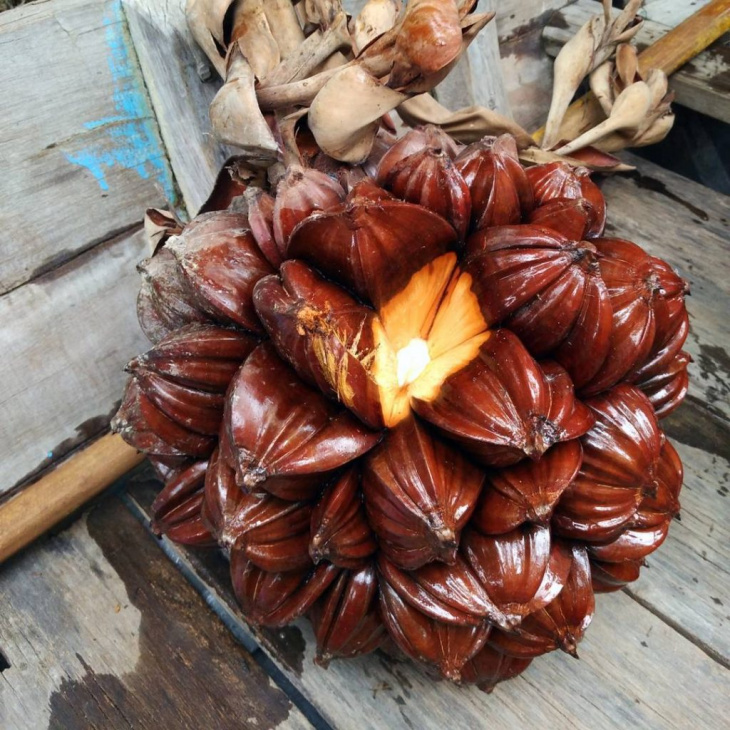 rừng dừa bảy mẫu ở hội an – “miền tây thu nhỏ” chất lừ