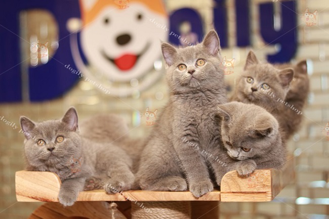 top 15 shop bán mèo cảnh tphcm giá rẻ và đẹp nhất