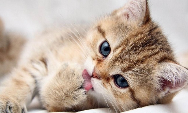 top 15 shop bán mèo cảnh tphcm giá rẻ và đẹp nhất