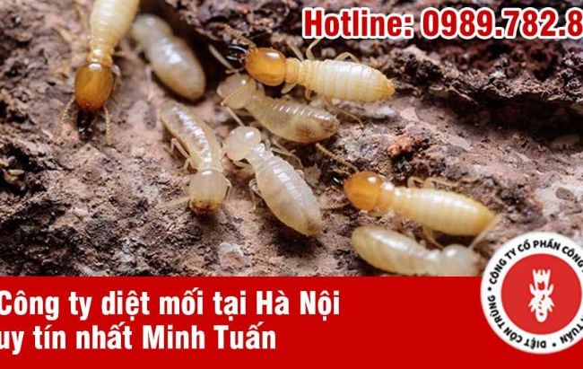 Top 30 Công ty diệt côn trùng ở Hà Nội uy tín nhất