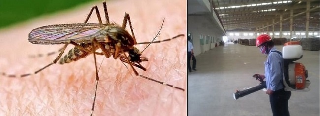 Top 30 Công ty diệt muỗi tốt nhất tại TPHCM