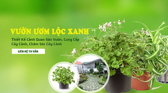 mua cây cảnh ở đâu? 10 địa chỉ bán cây cảnh tphcm uy tín nhất