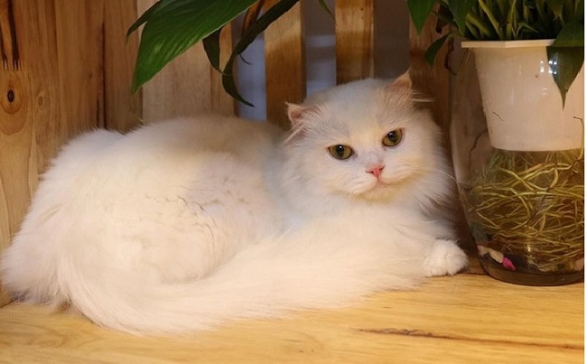 Top 12 Pet shop bán mèo cảnh đẹp và uy tín nhất TPHCM