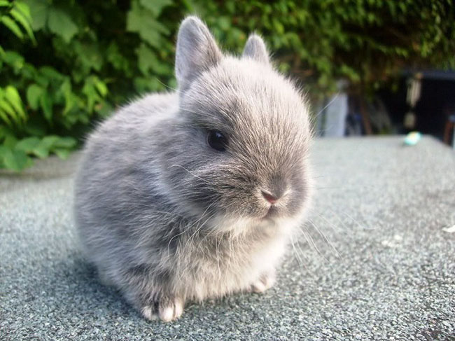 top 10 shop bán thỏ kiểng ở tphcm được nhiều người ghé thăm nhất