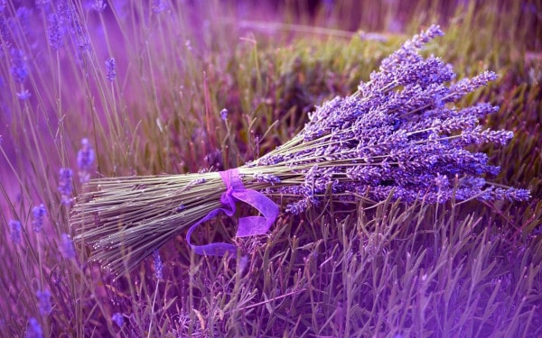 review 5 cánh đồng hoa lavender ở đà lạt