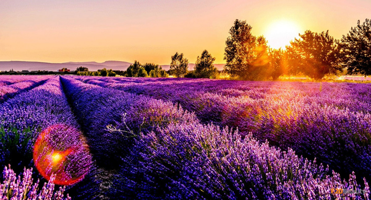 review 5 cánh đồng hoa lavender ở đà lạt