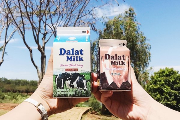 khám phá milk farm đà lạt 49 – địa điểm checkin đầy thú vị