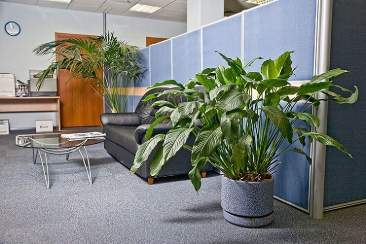 cho thuê cây văn phòng, dịch vụ doanh nghiệp, hỗ trợ doanh nghiệp, thuê cây xanh văn phòng, tphcm, top 10 địa chỉ cho thuê cây xanh văn phòng tphcm uy tín nhất